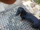 Small Photo #1 Dachshund Puppy For Sale in ADDISON, AL, USA