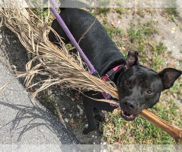 Medium Photo #26 Mutt Puppy For Sale in Pompano Beach , FL, USA