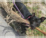 Small #25 Mutt