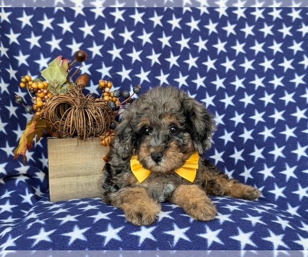 Medium Photo #5 Bernedoodle (Miniature) Puppy For Sale in OXFORD, PA, USA
