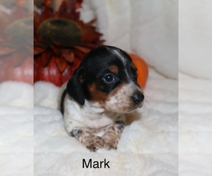 Dachshund Puppy for sale in LOVELY, KY, USA