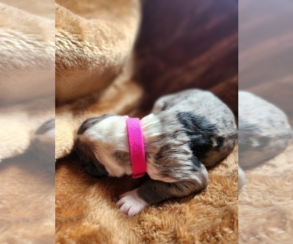 Medium Photo #31 Sheepadoodle Puppy For Sale in LEHI, UT, USA