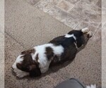 Small #3 English Springer Spaniel