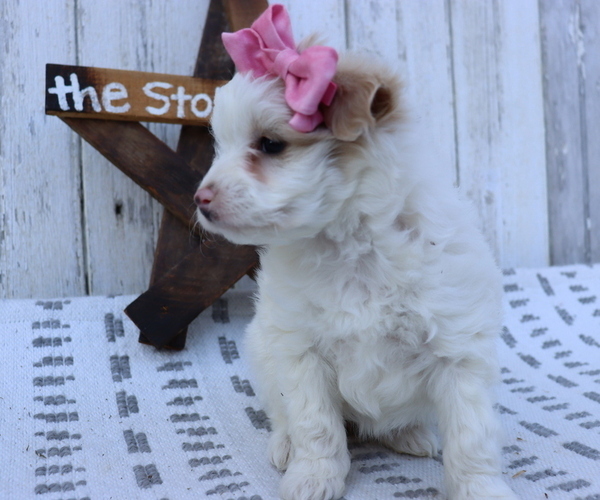 Medium Photo #1 Pom-A-Poo-Poodle (Miniature) Mix Puppy For Sale in HONEY BROOK, PA, USA