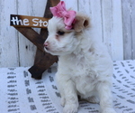 Small Photo #1 Pom-A-Poo-Poodle (Miniature) Mix Puppy For Sale in HONEY BROOK, PA, USA