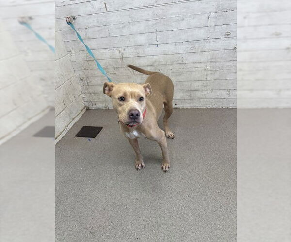 Medium Photo #1 American Pit Bull Terrier-Unknown Mix Puppy For Sale in San Bernardino, CA, USA