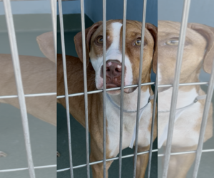 Mutt Dogs for adoption in Pasadena, CA, USA