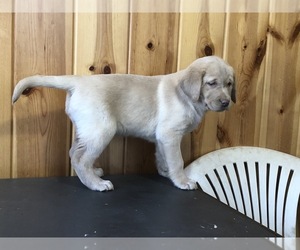 Labrador Retriever Puppy for sale in FREDERICKSBURG, OH, USA