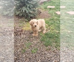 Small Photo #27 Labradoodle Puppy For Sale in WASHOUGAL, WA, USA