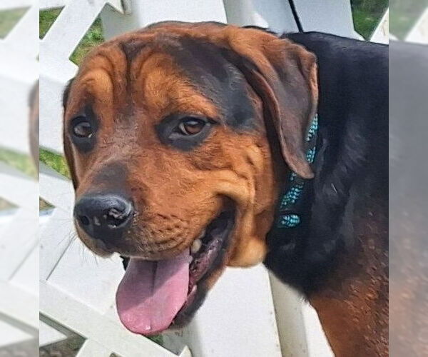 Medium Photo #2 Rottweiler Puppy For Sale in Virginia Beach, VA, USA