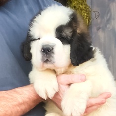 Saint Bernard Puppy for sale in LEHI, UT, USA