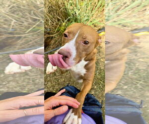 Mutt Dogs for adoption in Jackson, MS, USA