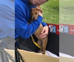Small #5 Dachshund-Doberman Pinscher Mix