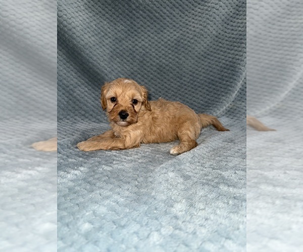 Medium Photo #10 Cavapoo mix (+ Poodle Miniature) Puppy For Sale in MUNFORDVILLE, KY, USA