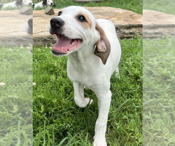Medium Photo #7 Jack-A-Bee Puppy For Sale in Aurora, IN, USA