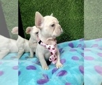 Small Photo #11 French Bulldog Puppy For Sale in SEATTLE, WA, USA