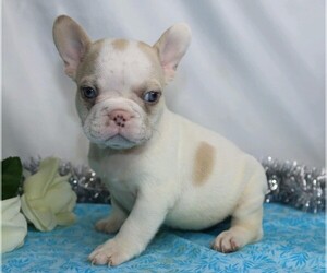 French Bulldog Puppy for sale in FREDERICKSBG, OH, USA