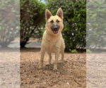 Small #2 German Shepherd Dog Mix