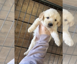 Golden Retriever Puppy for sale in EASTMAN, GA, USA