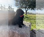 Small Photo #2 Goldendoodle Puppy For Sale in GATESVILLE, TX, USA