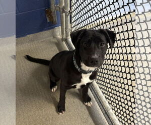 Mutt Dogs for adoption in Sterling, MA, USA