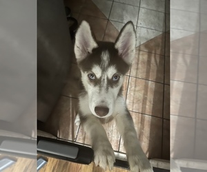 Siberian Husky Puppy for sale in WOODSIDE, NY, USA