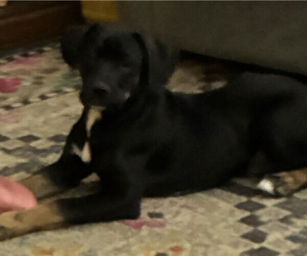 Medium Photo #3 Boxer-Unknown Mix Puppy For Sale in Burnsville, MN, USA