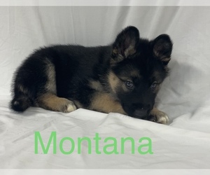 German Shepherd Dog-Siberian Husky Mix Puppy for sale in WEST PLAINS, MO, USA