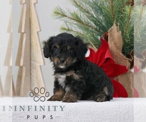 ShihPoo Puppy for sale in GORDONVILLE, PA, USA