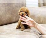 Small Photo #2 Poodle (Miniature) Puppy For Sale in FULLERTON, CA, USA