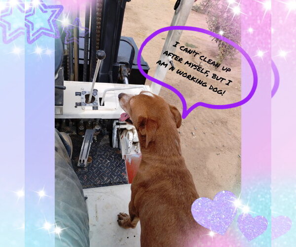 Medium Photo #2 Doxle Puppy For Sale in Apple Valley, CA, USA