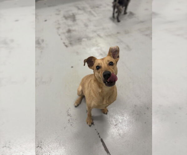 Medium Photo #7 Chihuahua Puppy For Sale in Studio City, CA, USA