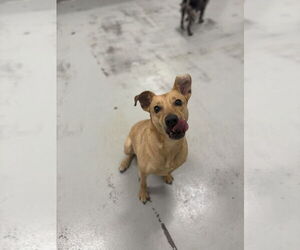 Big Willie - Male Chihuahua Dog for Adoption - Photo #7