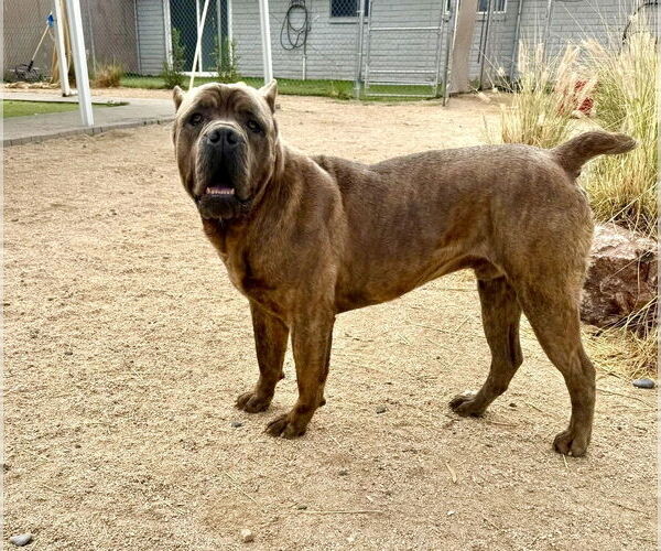 Medium Photo #8 Mutt Puppy For Sale in Goodyear, AZ, USA