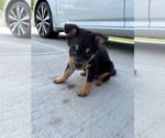 Small #1 Chihuahua Mix