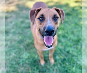Medium Rhodesian Ridgeback Mix