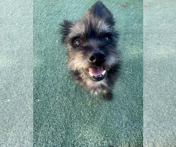 Medium Photo #2 Mutt Puppy For Sale in Tempe , AZ, USA
