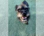 Small #1 Mutt