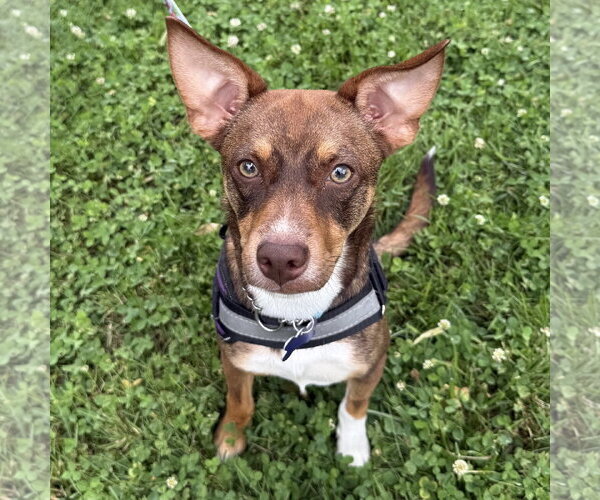 Medium Photo #1 American Rat Pinscher Puppy For Sale in Batavia, OH, USA