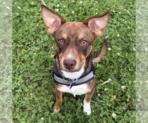 American Rat Pinscher Dogs for adoption in Batavia, OH, USA
