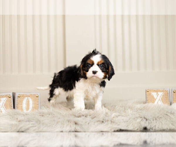 Medium Photo #3 Cavalier King Charles Spaniel Puppy For Sale in WARSAW, IN, USA