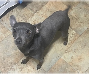 Father of the Rat Terrier puppies born on 02/12/2025