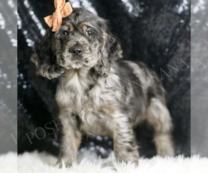 Cocker Spaniel Puppy for sale in WARSAW, IN, USA