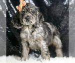 Small Cocker Spaniel