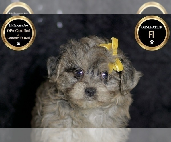 Medium Photo #80 YorkiePoo Puppy For Sale in WARSAW, IN, USA