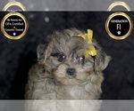Small #5 YorkiePoo