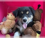 Small Photo #1 Miniature Australian Shepherd Puppy For Sale in OCALA, FL, USA