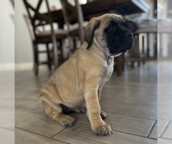 Medium Photo #6 Mastiff Puppy For Sale in HESPERIA, CA, USA