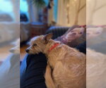 Small #13 Cairn Terrier Mix