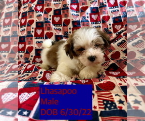 Lhasa-Poo Puppy for sale in AMSTERDAM, MO, USA